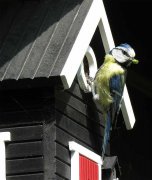 garden-house-birds-bird-feeder