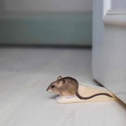 wildlife-garden-dörrstopp-mus